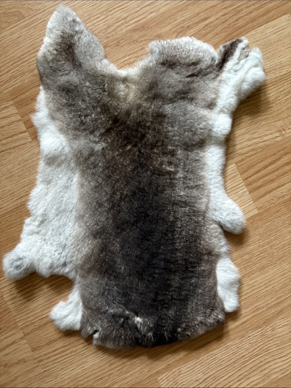 B0260 Rex rabbit hide